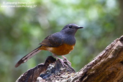 White-rumped Shama