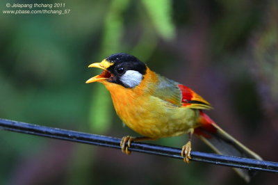 Silver-eared Mesia (Leiothrix argentauris) Birds of Fraser's Hill