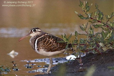 Greater Painted-snipe (Rostratula benghualensis)