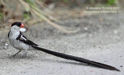 Pin-tailed whydah  （Vidua macroura）