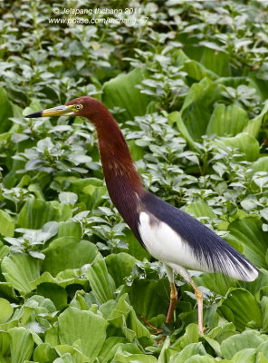 Chinese Pond Heron (Ardeola bacchus)