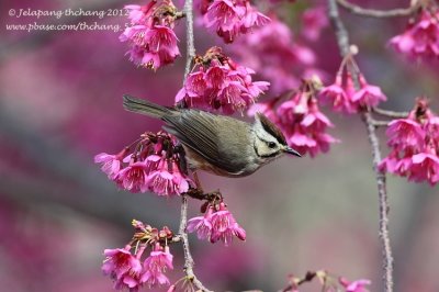 Taiwan Yuhina (Yuhina brunneiceps)