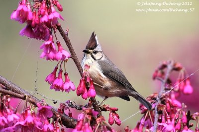 Taiwan Yuhina (Yuhina brunneiceps)