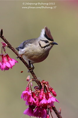 Taiwan Yuhina (Yuhina brunneiceps)