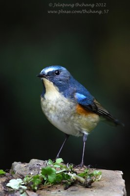g4/86/1014186/3/141370372.piDoSJeS.jpg
