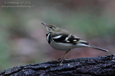 Forest Wagtail (Dendronanthus indicus)