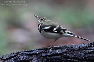 Forest Wagtail (Dendronanthus indicus) 