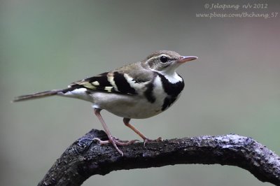 Forest Wagtail (Dendronanthus indicus) 