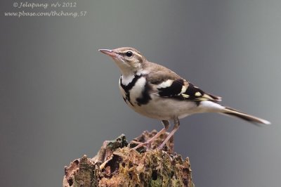 Forest Wagtail (Dendronanthus indicus)