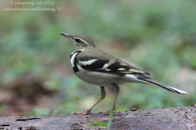 Forest Wagtail (Dendronanthus indicus)