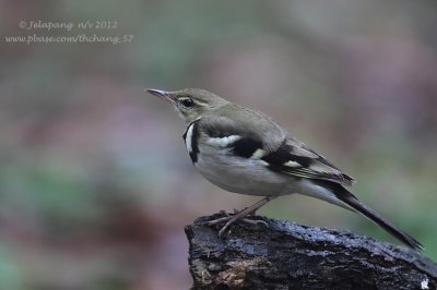 Forest Wagtail (Dendronanthus indicus)