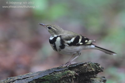 Forest Wagtail (Dendronanthus indicus)