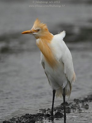 Cattle Egret (Bubulcus ibis)