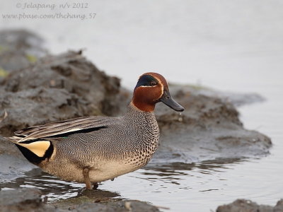 Common Teal/ Green-winged Teal (Anas crecca)