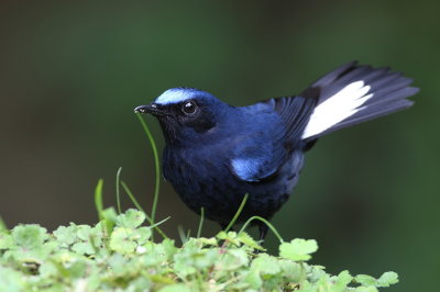 White-tailed Robin (Myiomela leucura)