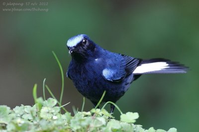 White-tailed Robin (Myiomela leucura)