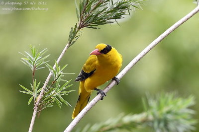 Black-naped Oriole (Oriolus chinensis)