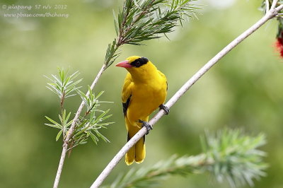 Black-naped Oriole (Oriolus chinensis)