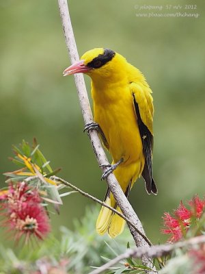 Black-naped Oriole (Oriolus chinensis)