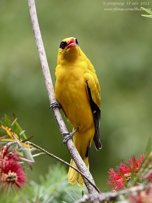 Black-naped Oriole (Oriolus chinensis)