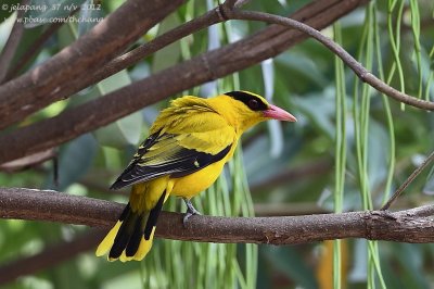 Black-naped Oriole (Oriolus chinensis)