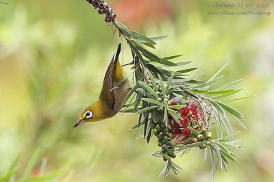 Lowland White-eye (Zosterops meyeni)