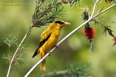 Black-naped Oriole (Oriolus chinensis)