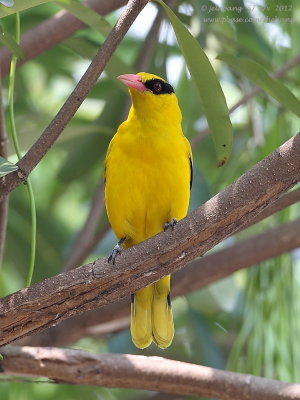 Black-naped Oriole (Oriolus chinensis)