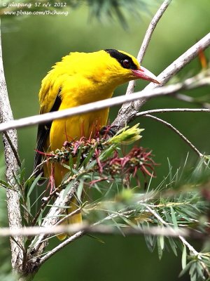 Black-naped Oriole (Oriolus chinensis)