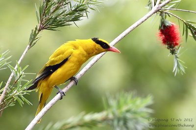 Black-naped Oriole (Oriolus chinensis)