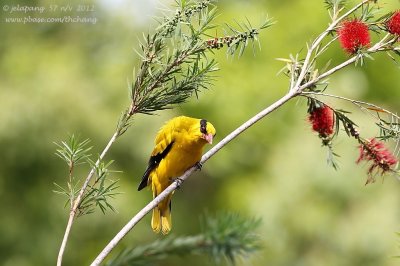 Black-naped Oriole (Oriolus chinensis)