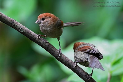 Vinous-throated Parrotbill (Paradoxornis webbianus)