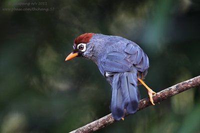 Chestnut-capped Laughingthrush (Garrulax mitratus)