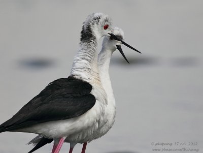 Black-winged Stilt (Himantopus himantopus)-love season