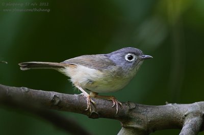 Grey-cheeked Fulvetta (Alcippe morrisonia)