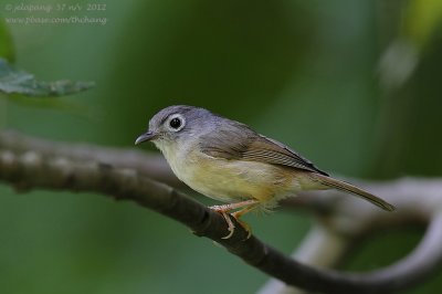 Grey-cheeked Fulvetta (Alcippe morrisonia)