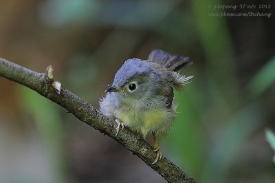 Grey-cheeked Fulvetta (Alcippe morrisonia)