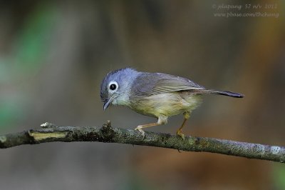 Grey-cheeked Fulvetta (Alcippe morrisonia)