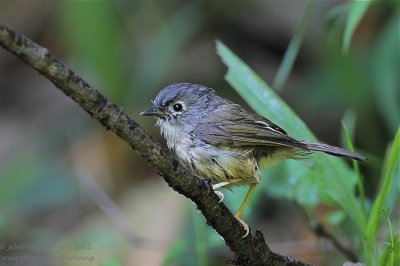 Grey-cheeked Fulvetta (Alcippe morrisonia)