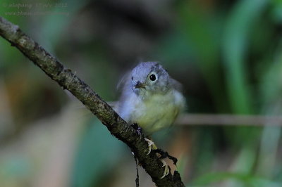 Grey-cheeked Fulvetta (Alcippe morrisonia)