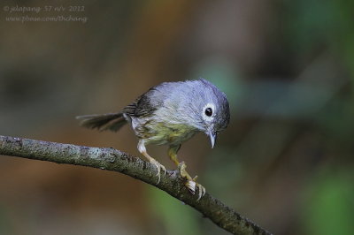 Grey-cheeked Fulvetta (Alcippe morrisonia)