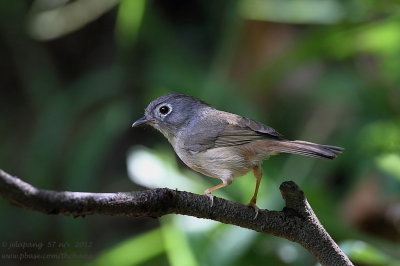 Grey-cheeked Fulvetta (Alcippe morrisonia)