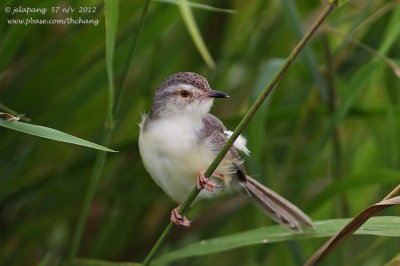 Golden-headed Cisticola (Cisticola exilis)