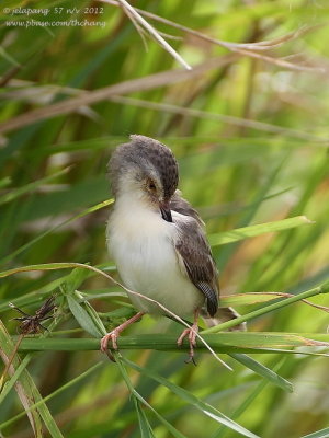 Golden-headed Cisticola (Cisticola exilis)