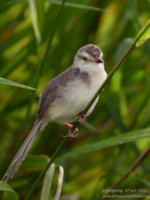 Golden-headed Cisticola (Cisticola exilis)