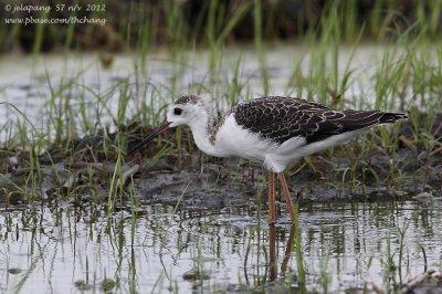 Black-winged Stilt (Himantopus himantopus)