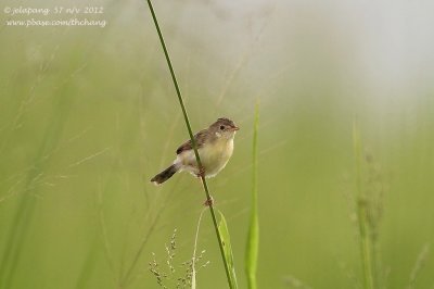 Golden-headed Cisticola (Cisticola exilis)	