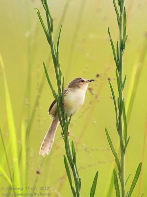 Golden-headed Cisticola (Cisticola exilis)