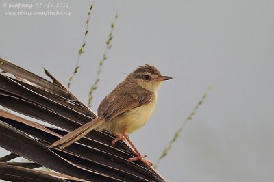 Golden-headed Cisticola (Cisticola exilis)