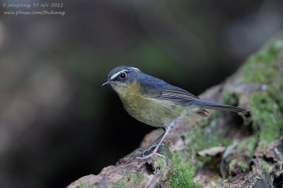 White-browed Bush Robin (Luscinia indica)